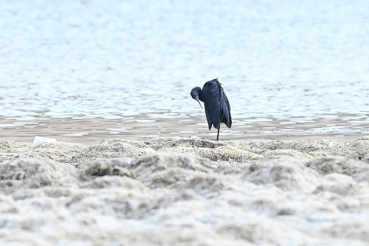 Garceta Azabache - ML647778519