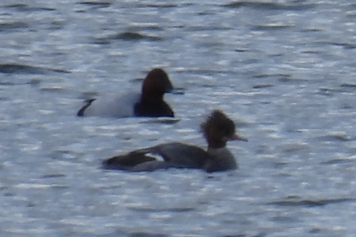 Serreta Mediana - ML647778523