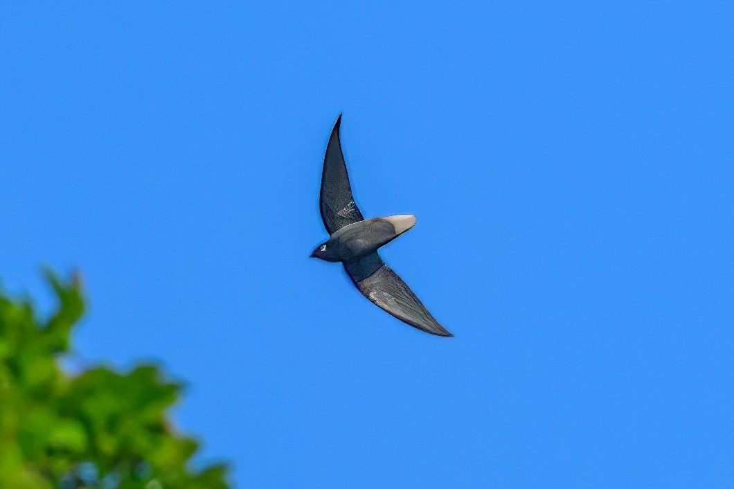 Vencejo Rabón - ML647778527