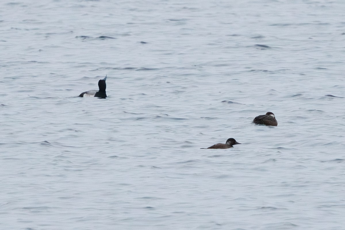 Negrón Común - ML647778536