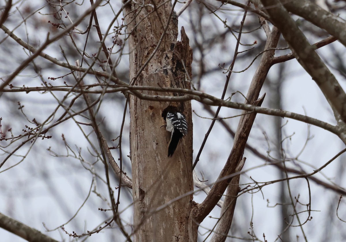 Pico Velloso - ML647778537