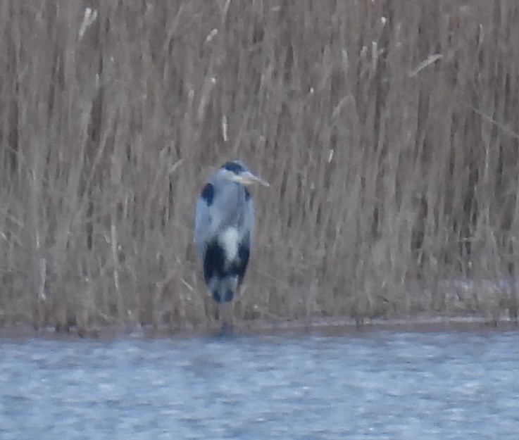 Garza Real - ML647778538