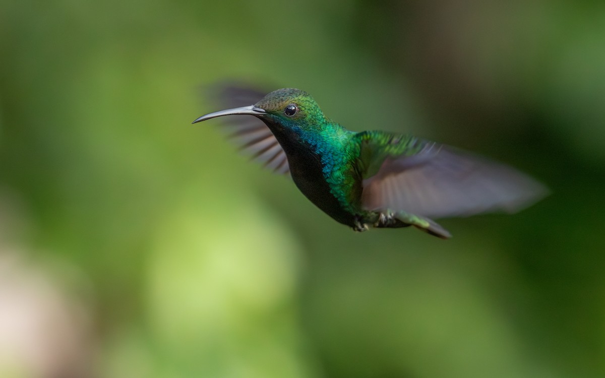 Mango Gorjinegro - ML647778539