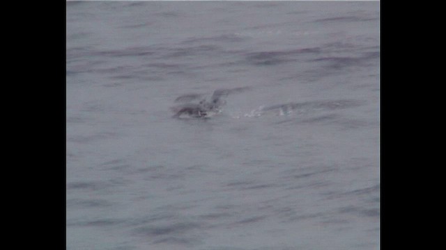 Newell's Shearwater - ML647778542