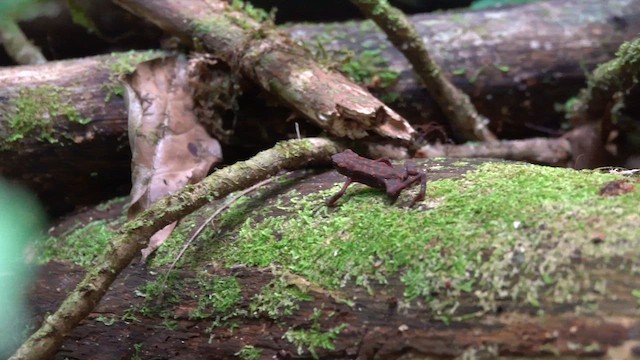 Cayenne Stubfoot Toad - ML647778562