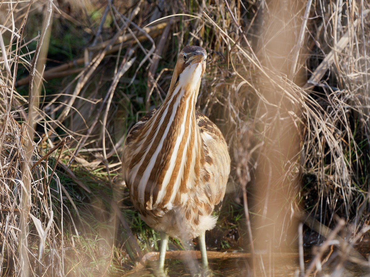 Бугай американський - ML647778563