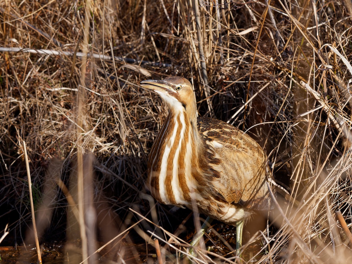 Бугай американський - ML647778564