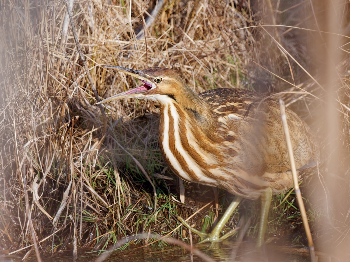Бугай американський - ML647778565