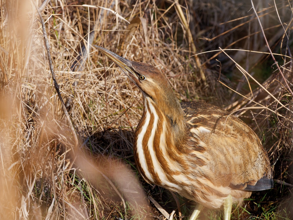 Бугай американський - ML647778566