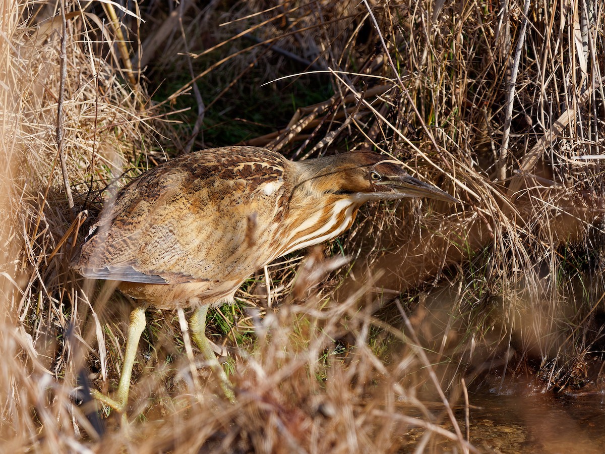 Бугай американський - ML647778567