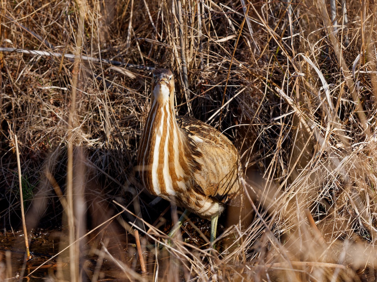 Бугай американський - ML647778568