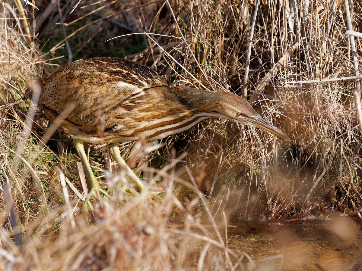 Бугай американський - ML647778569