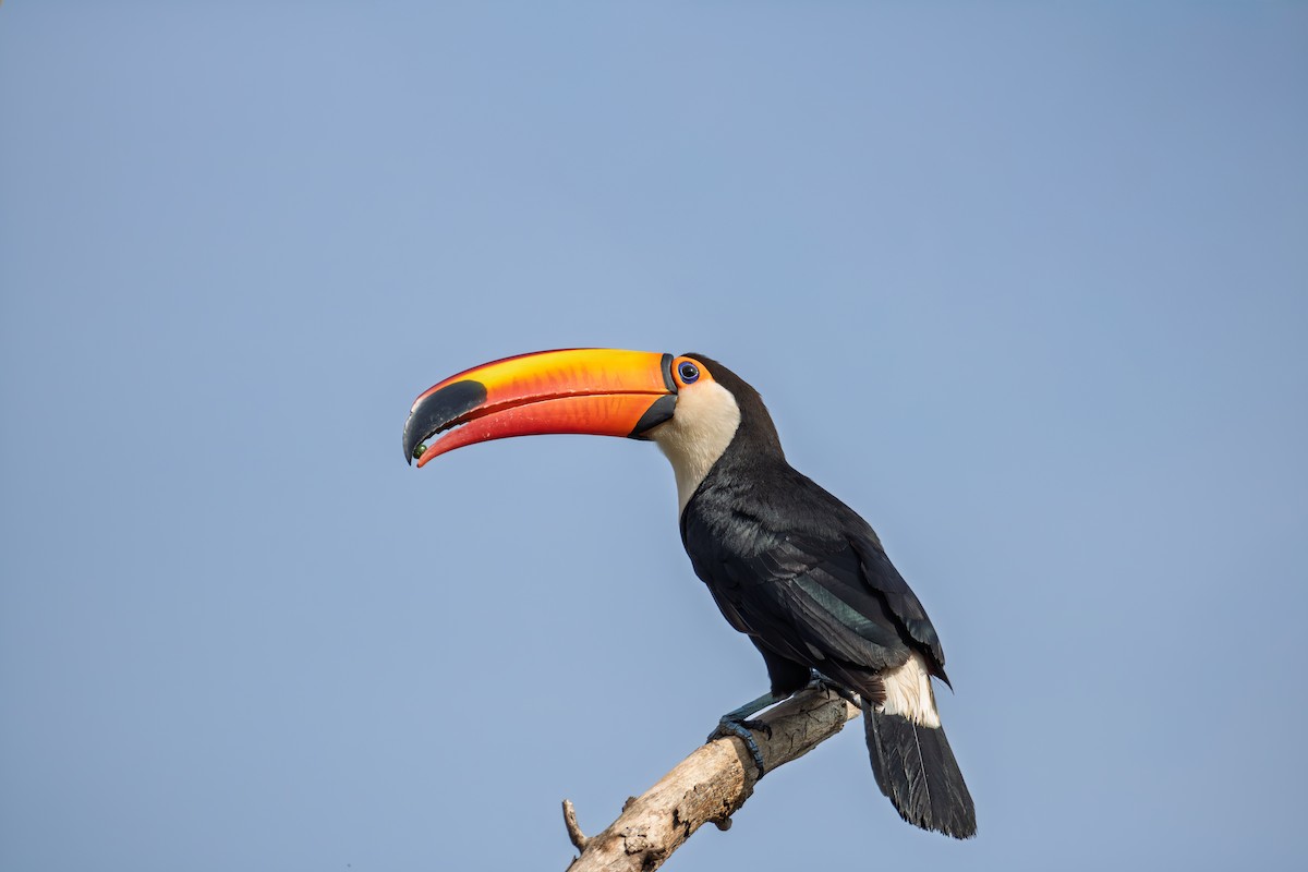 Toco Toucan - ML647778573