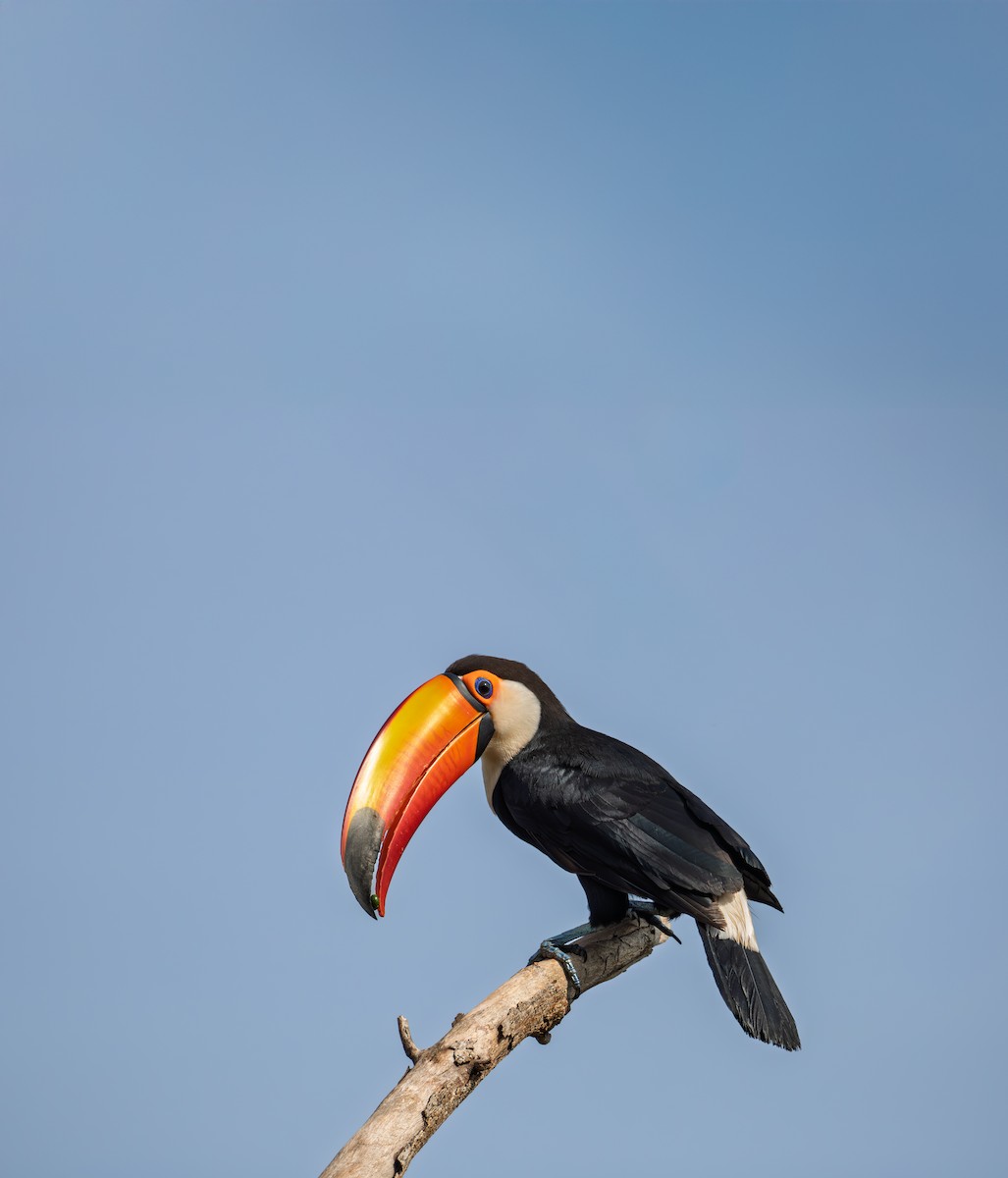 Toco Toucan - ML647778575