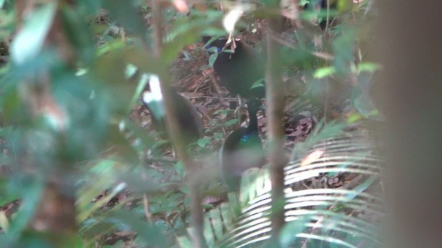 Gray-winged Trumpeter (Gray-winged) - ML647778577