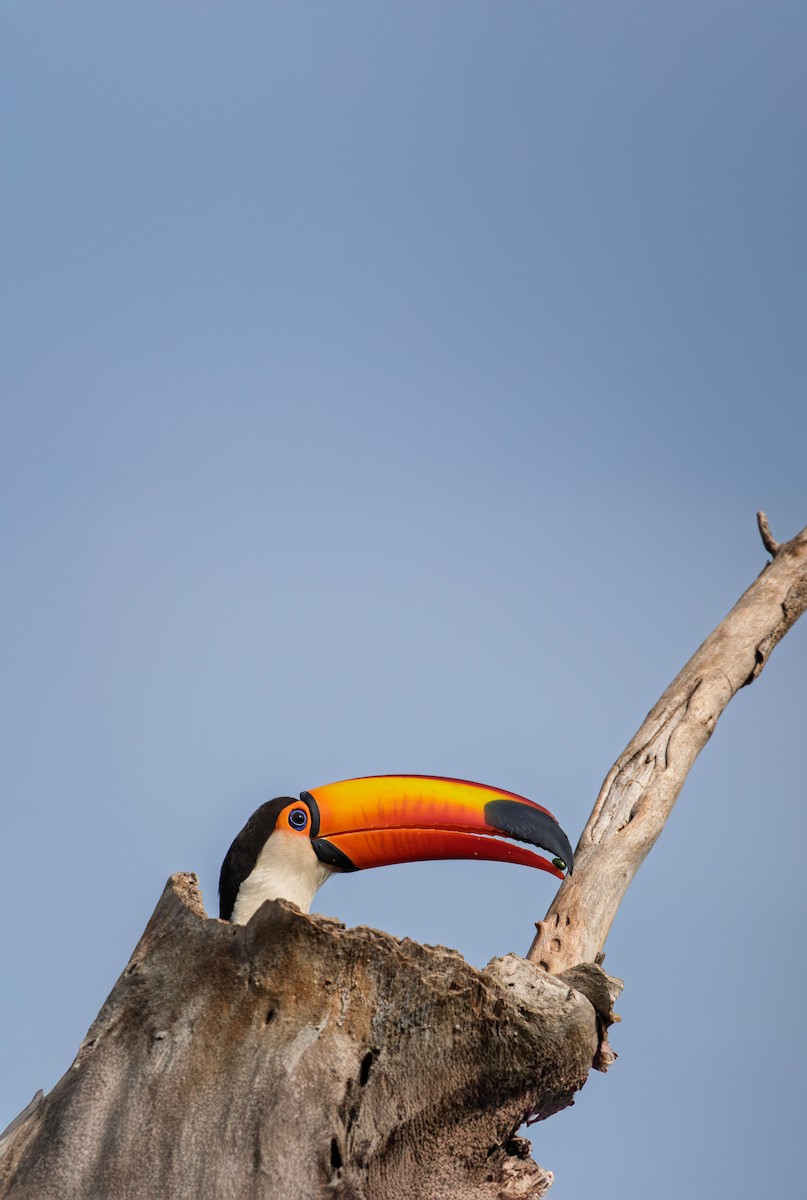 Toco Toucan - ML647778579
