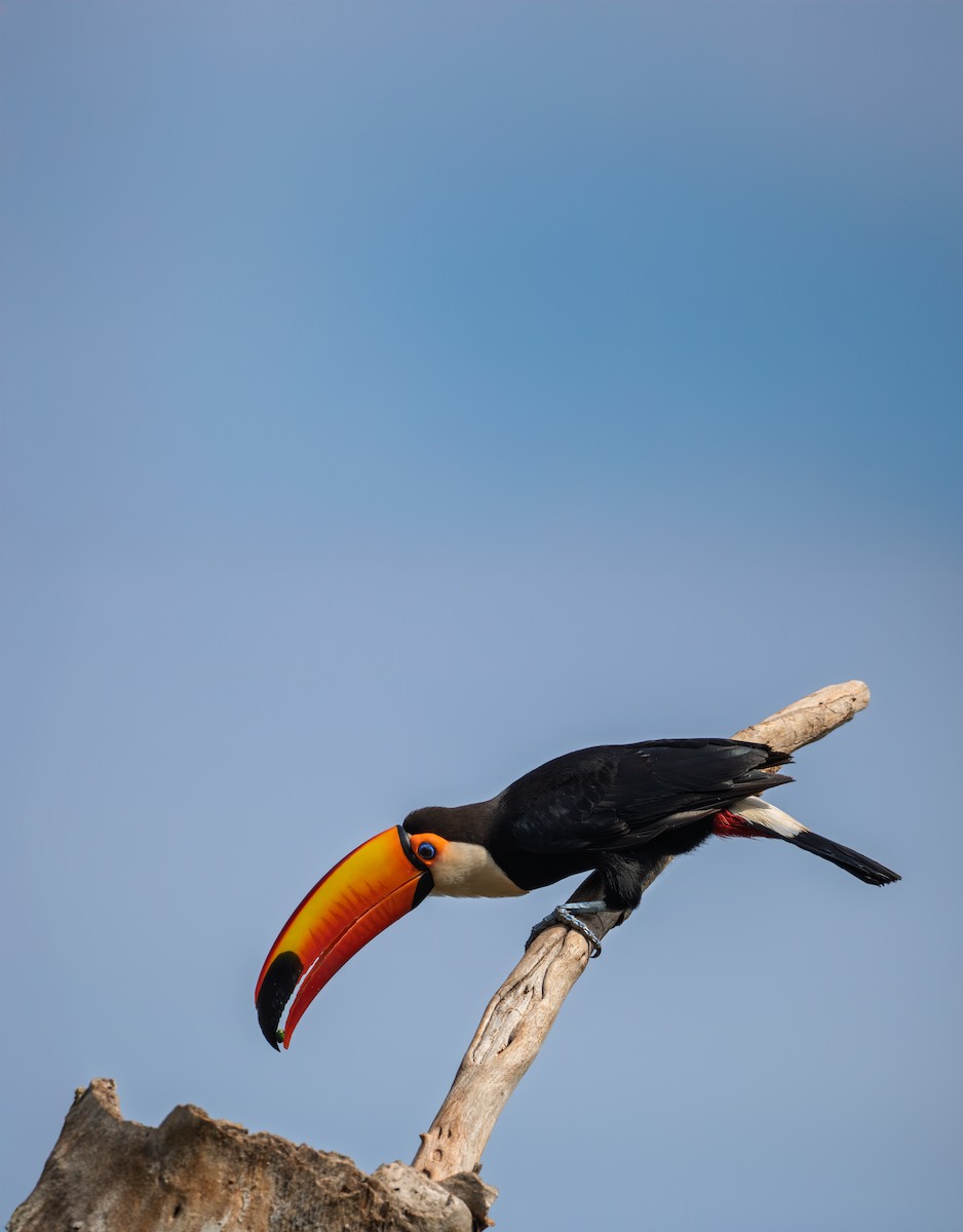 Toco Toucan - ML647778590