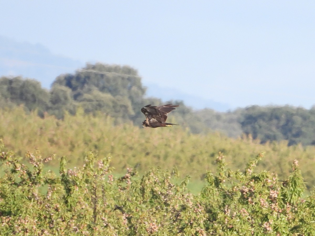 Western Marsh Harrier - ML647778607
