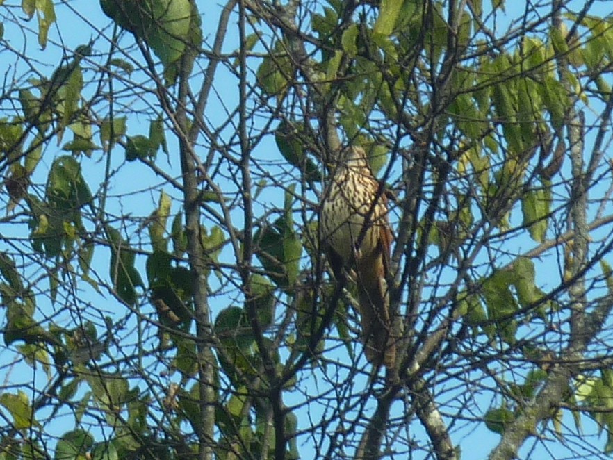 Brown Thrasher - ML647778612