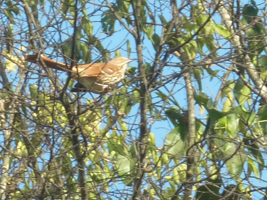 Brown Thrasher - ML647778613