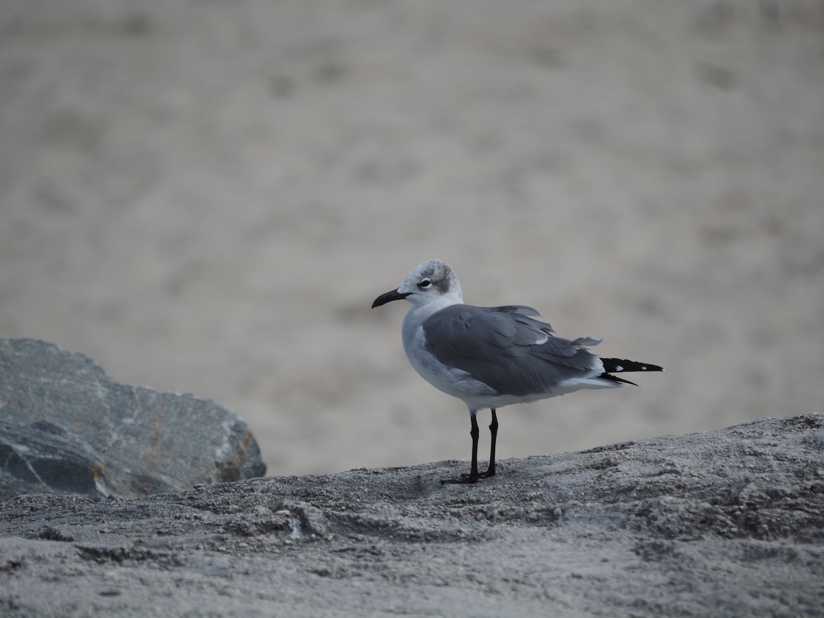 ワライカモメ - ML647778652