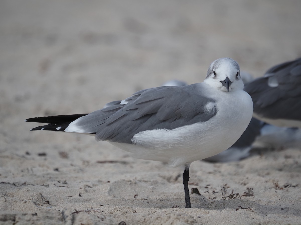 ワライカモメ - ML647778653