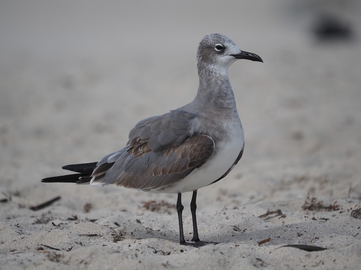 ワライカモメ - ML647778654