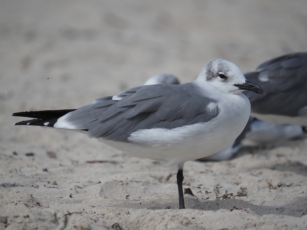 ワライカモメ - ML647778655