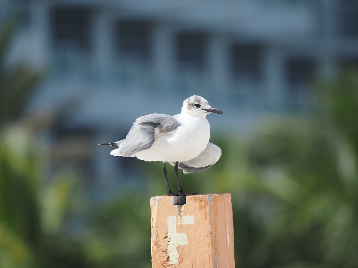 ワライカモメ - ML647778656