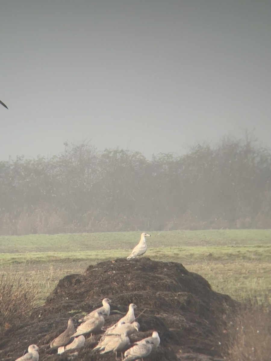 Gavión Hiperbóreo - ML647778691