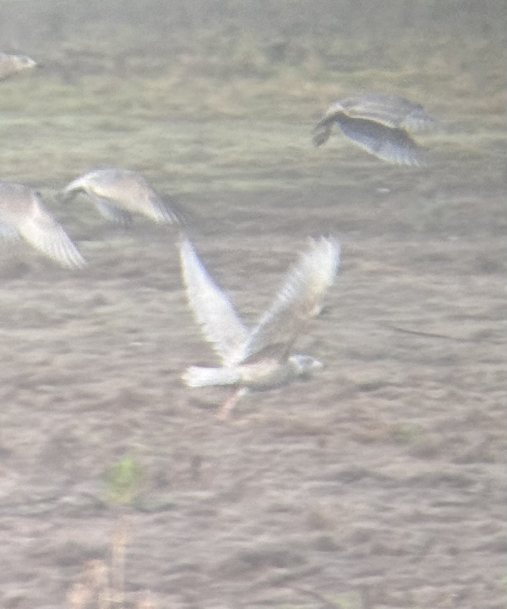 Gavión Hiperbóreo - ML647778692