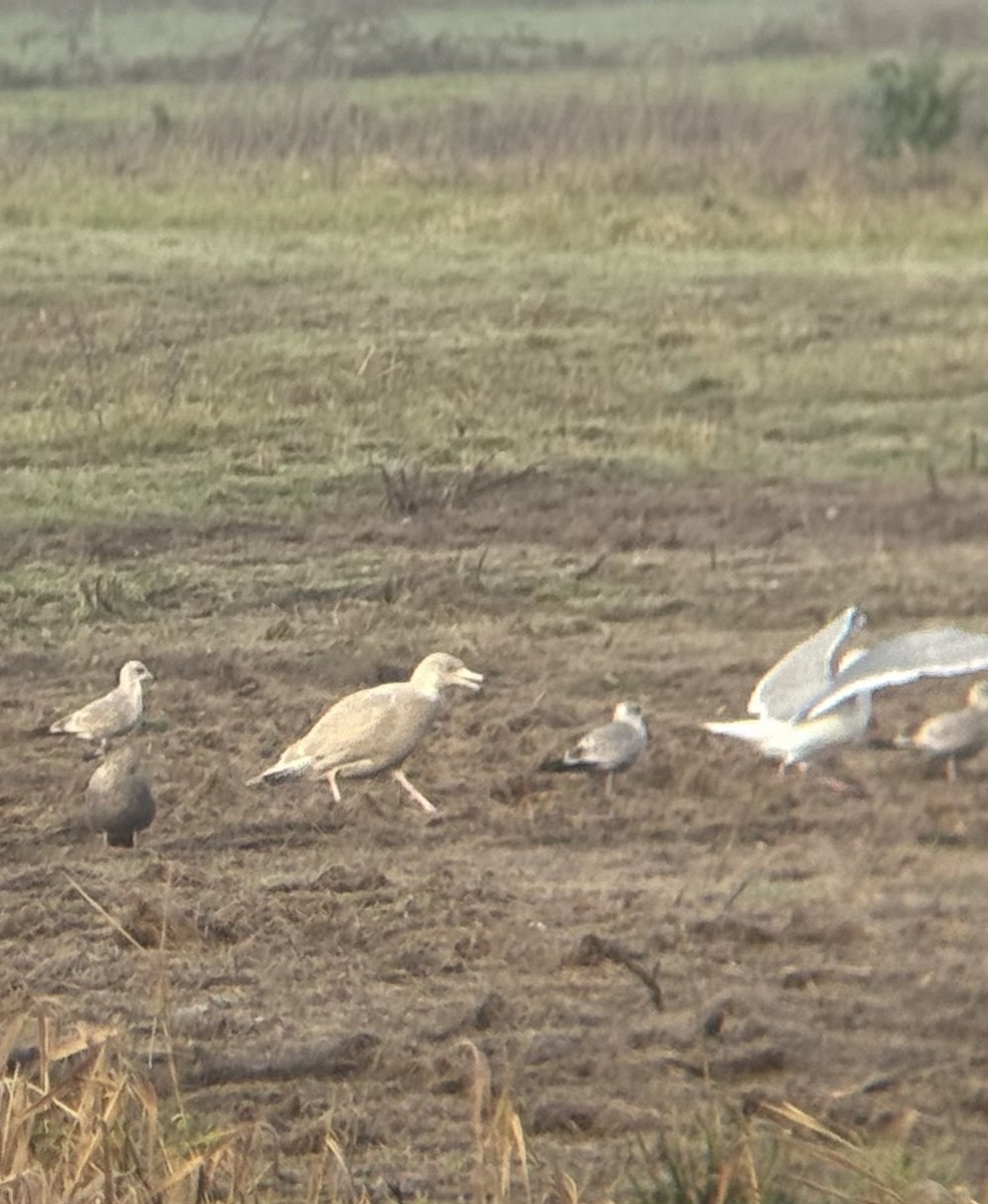 Gavión Hiperbóreo - ML647778695