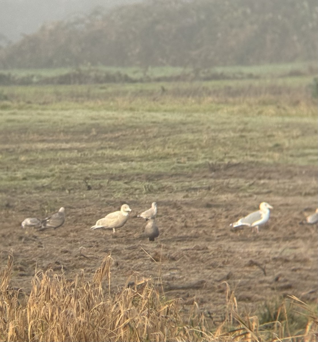 Gavión Hiperbóreo - ML647778696