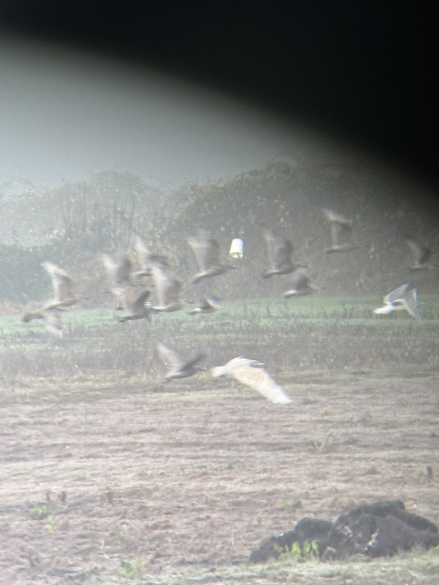 Gavión Hiperbóreo - ML647778697