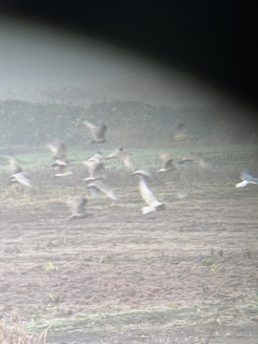 Gavión Hiperbóreo - ML647778698