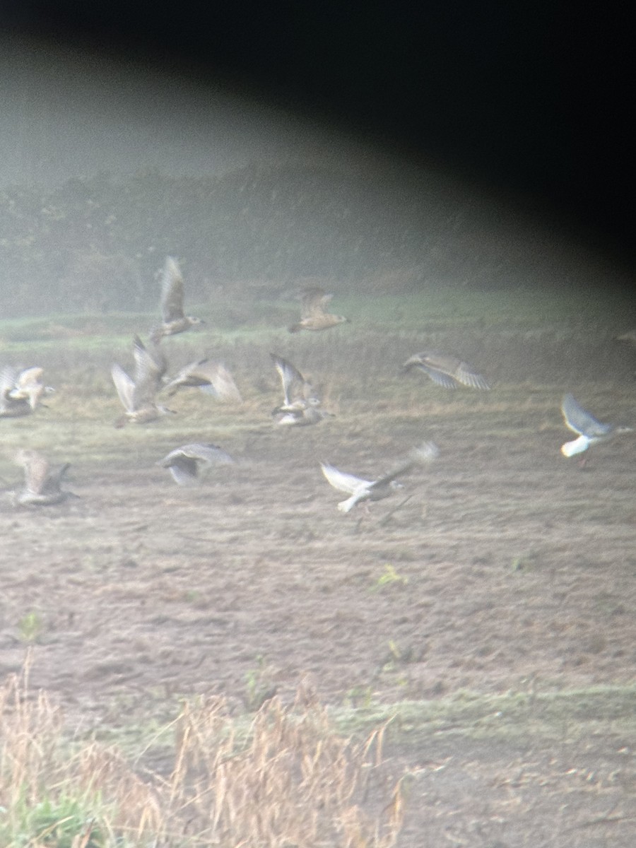 Gavión Hiperbóreo - ML647778699