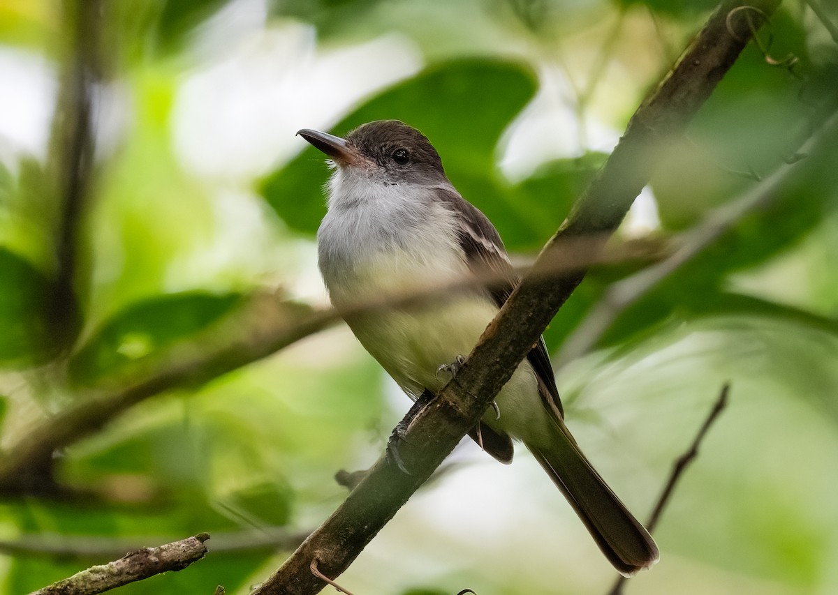 Grenada Flycatcher - ML647778746