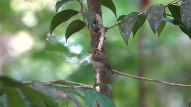 Golden-crowned Spadebill - ML647778792