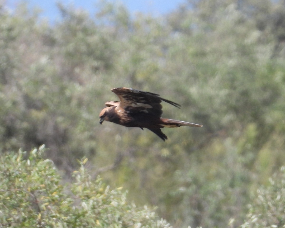 Western Marsh Harrier - ML647778818
