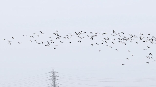 Northern Lapwing - ML647778822