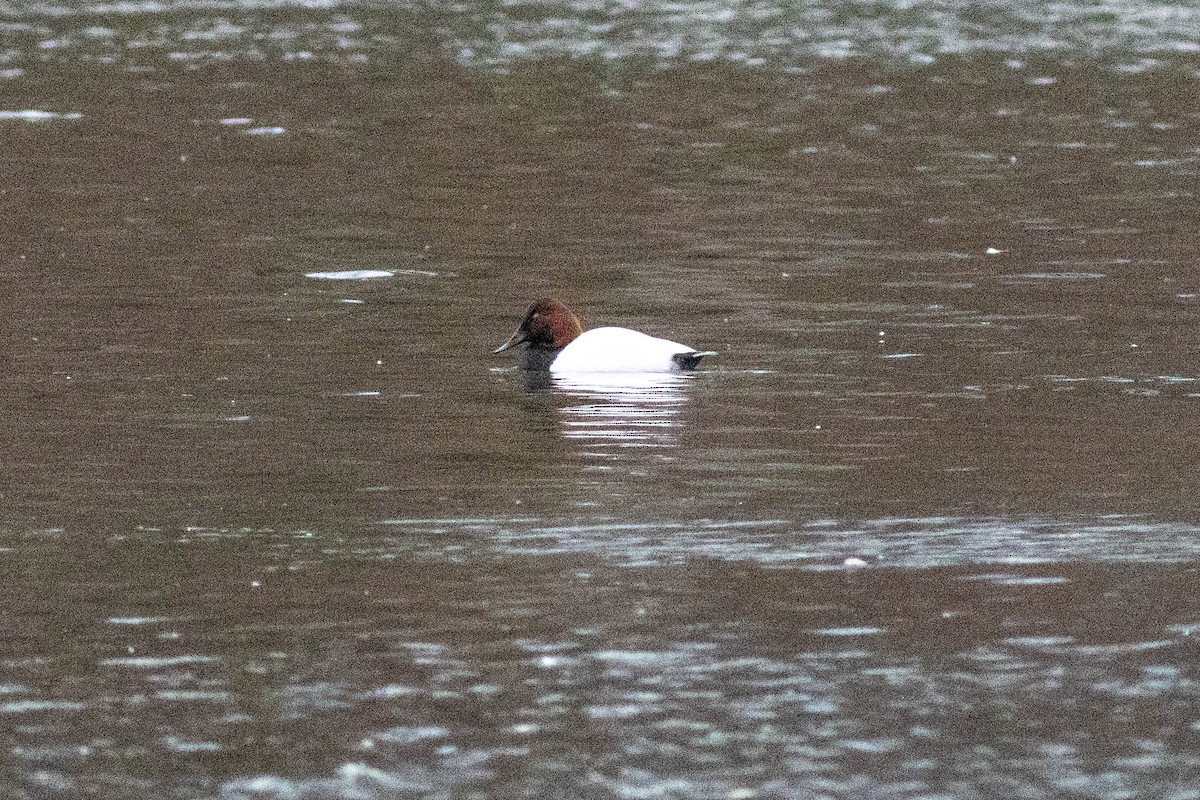 Murgilari bizkarzuria - ML647778826