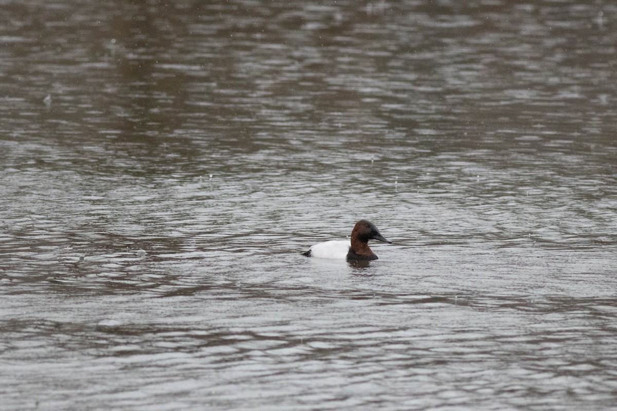 Murgilari bizkarzuria - ML647778827