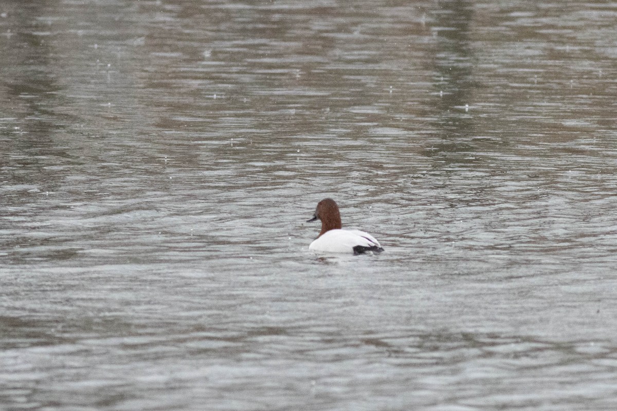 Murgilari bizkarzuria - ML647778828