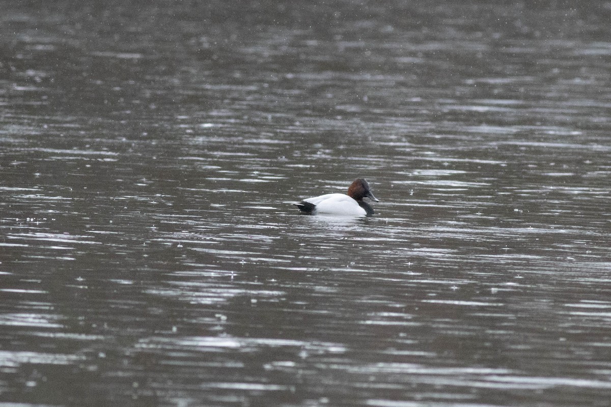 Murgilari bizkarzuria - ML647778830