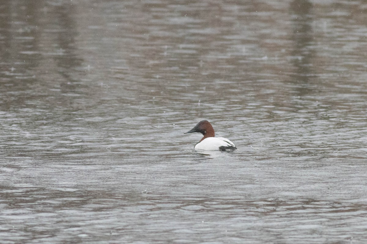 Murgilari bizkarzuria - ML647778832