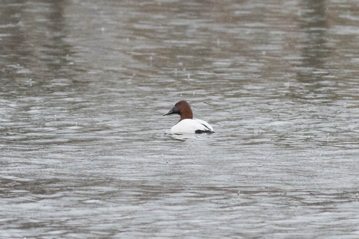 Murgilari bizkarzuria - ML647778833