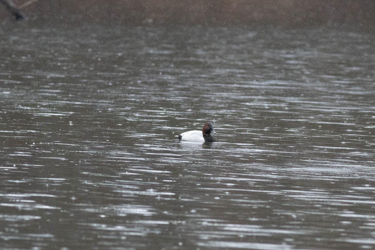 Murgilari bizkarzuria - ML647778834