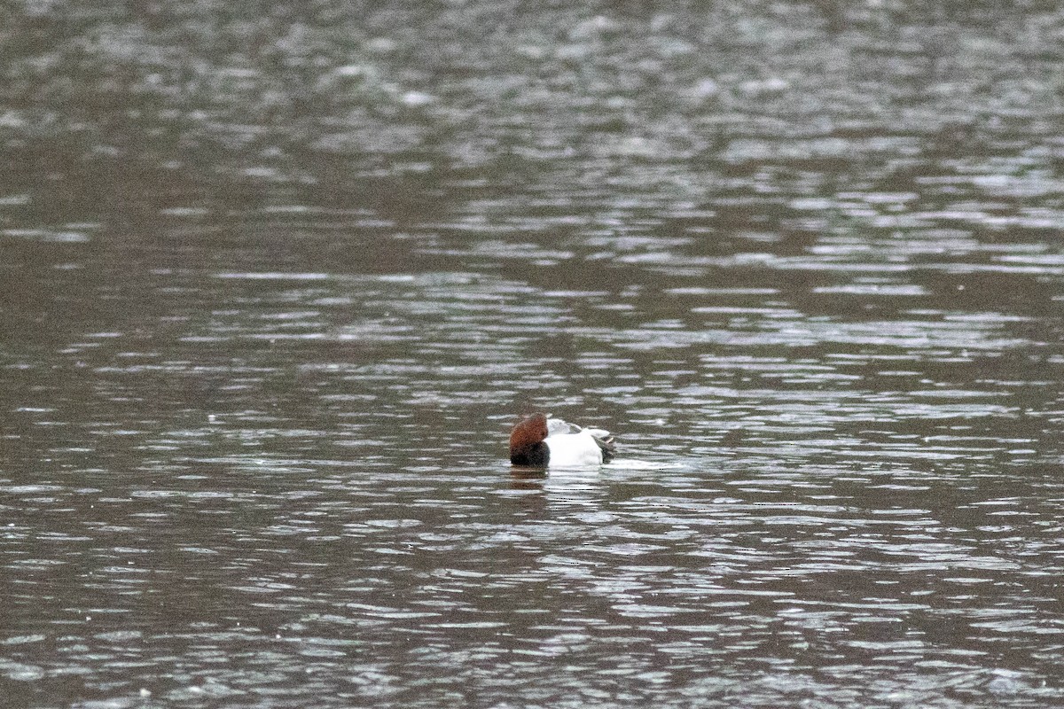 Murgilari bizkarzuria - ML647778835