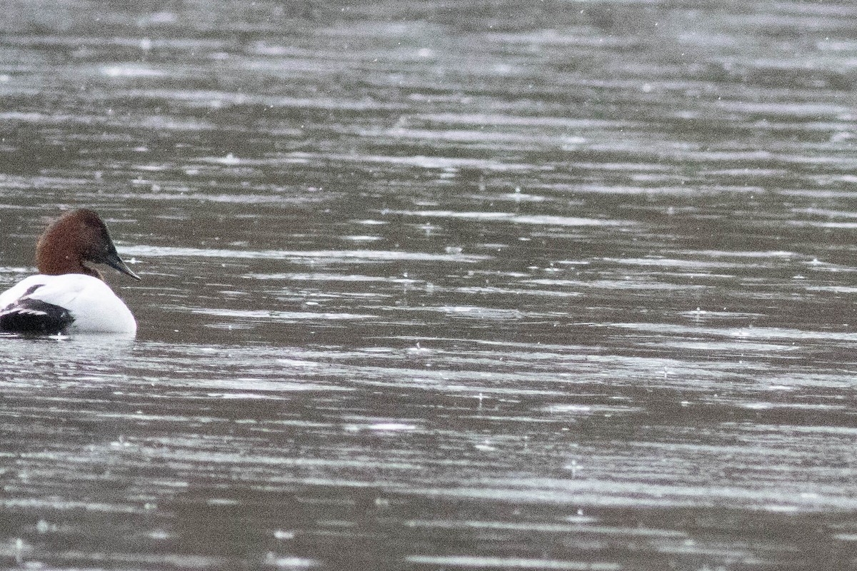 Murgilari bizkarzuria - ML647778836