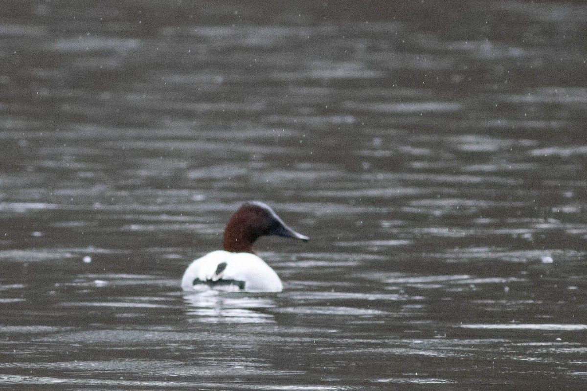 Murgilari bizkarzuria - ML647778837